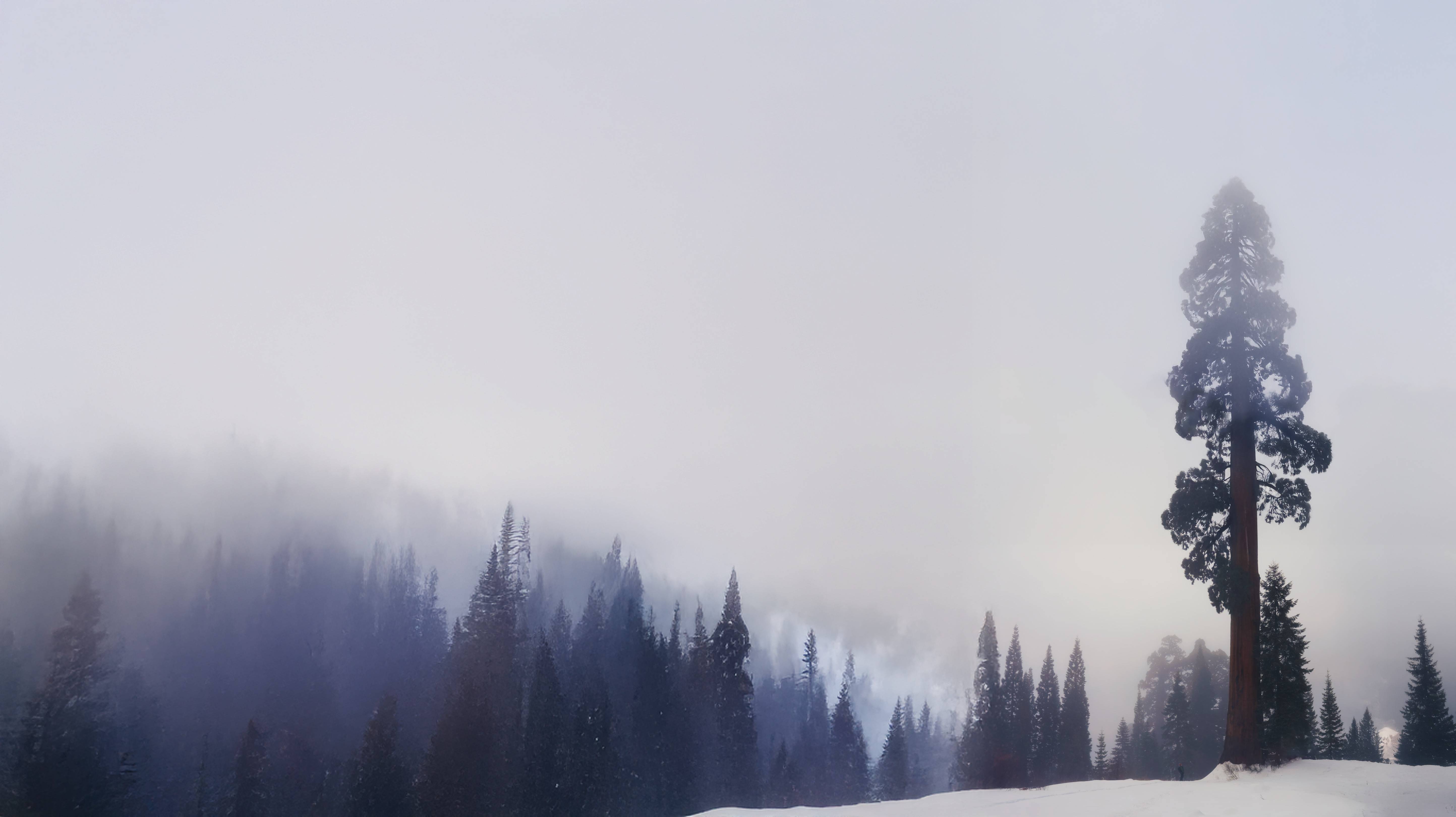 Save the Giant Sequoias