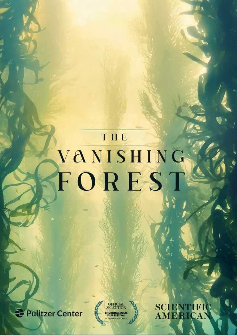 Vanishing Forest